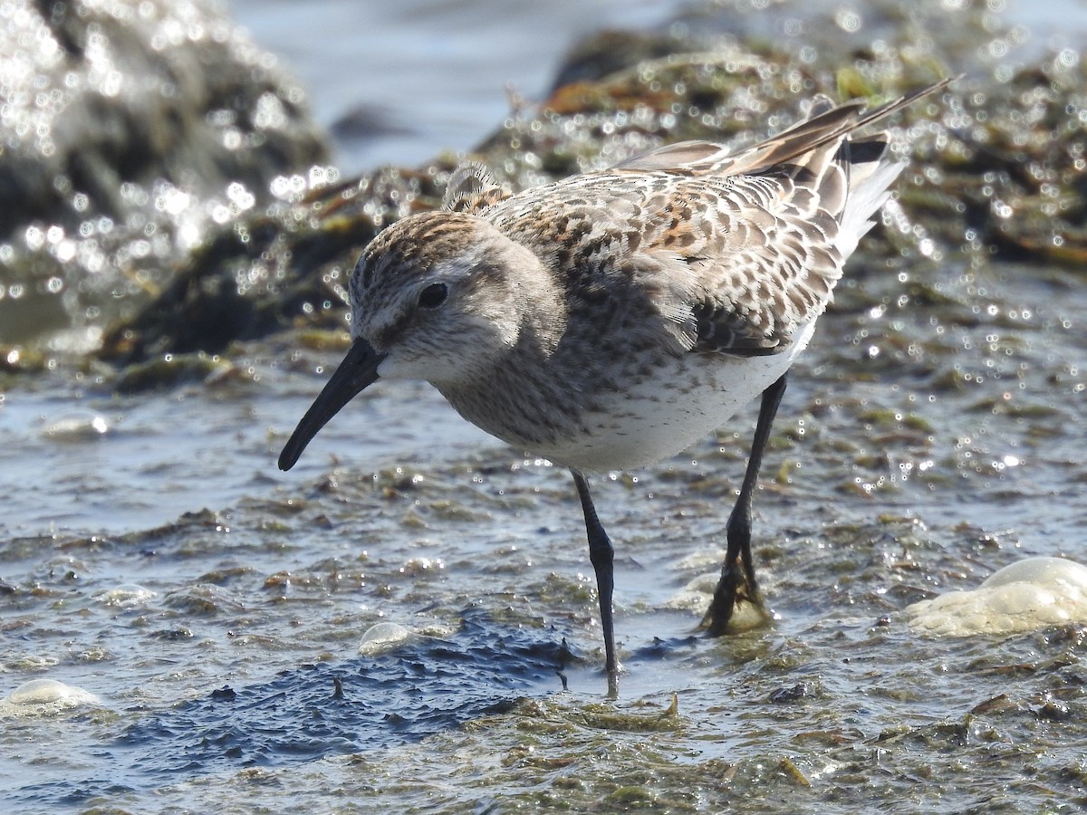 White-rumped Sandpiper - ML642824100