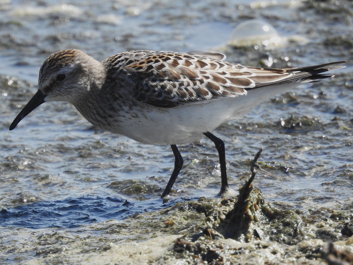 White-rumped Sandpiper - ML642824102