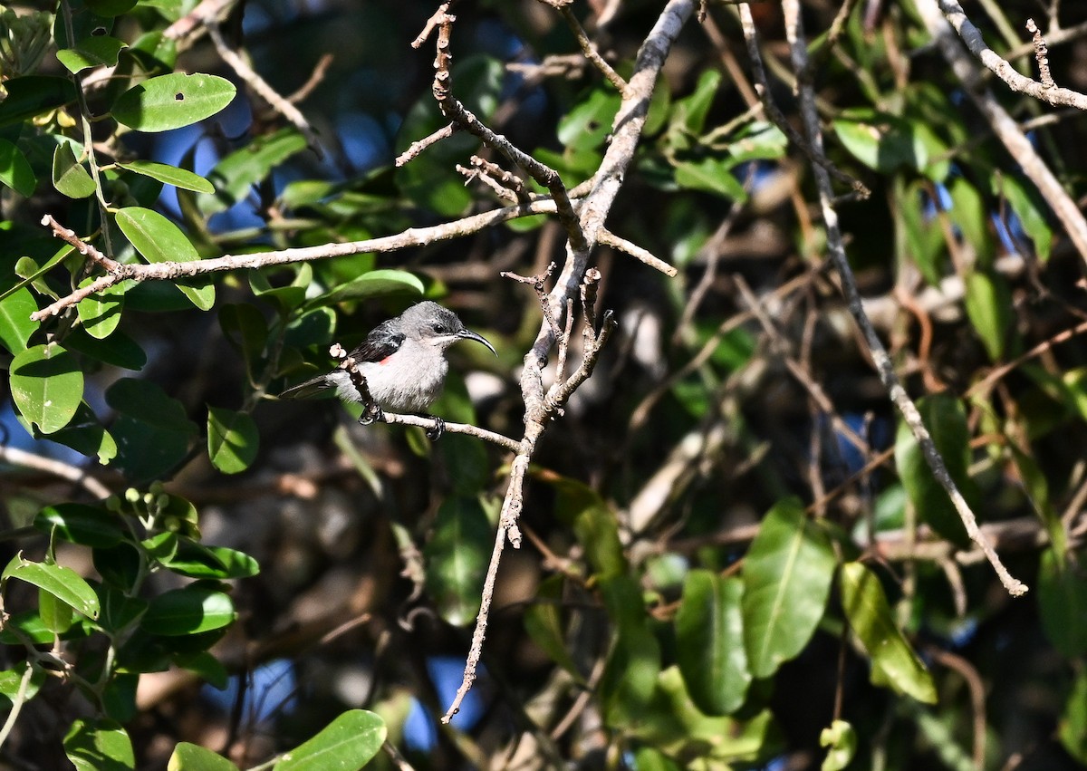 Mouse-colored Sunbird - ML642824107