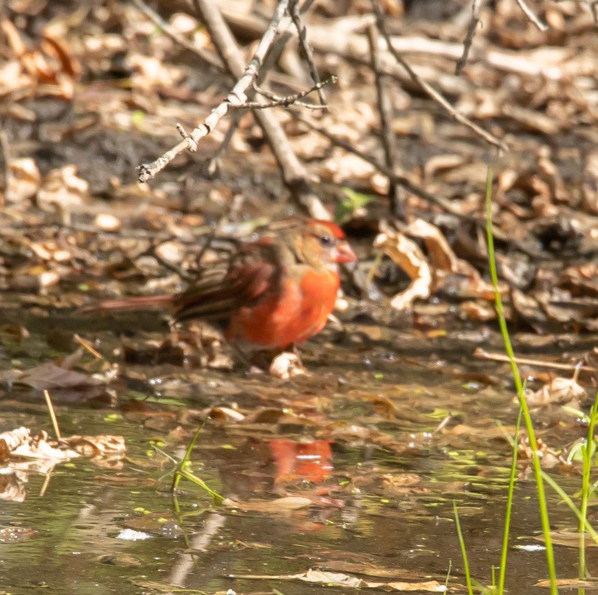Cardinal rouge - ML642824111