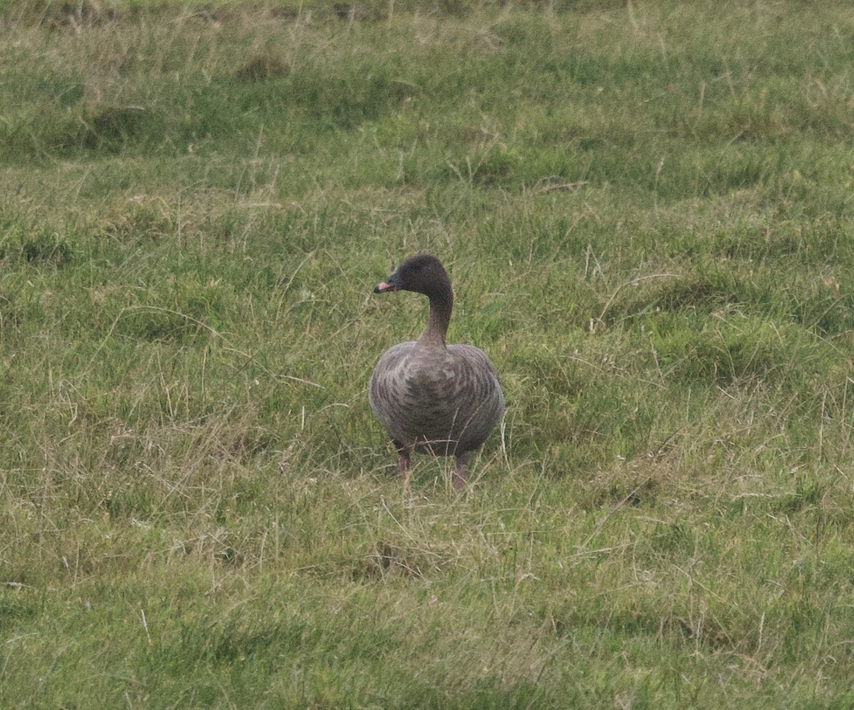 Pink-footed Goose - ML642824122