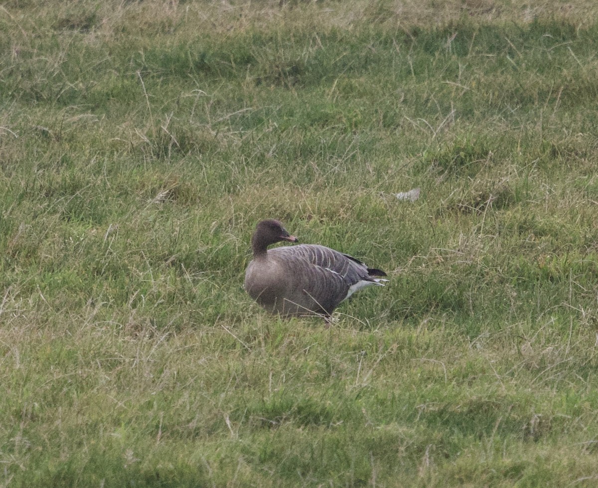 Pink-footed Goose - ML642824123