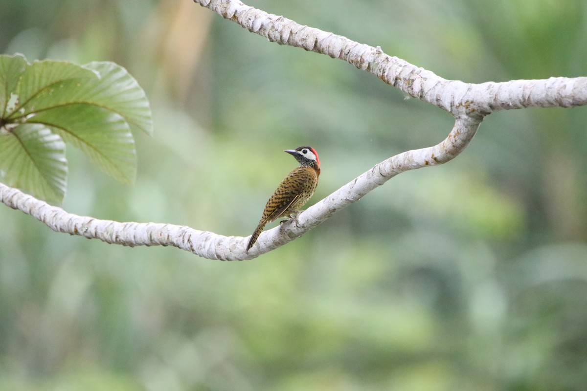 Spot-breasted Woodpecker - ML642824141