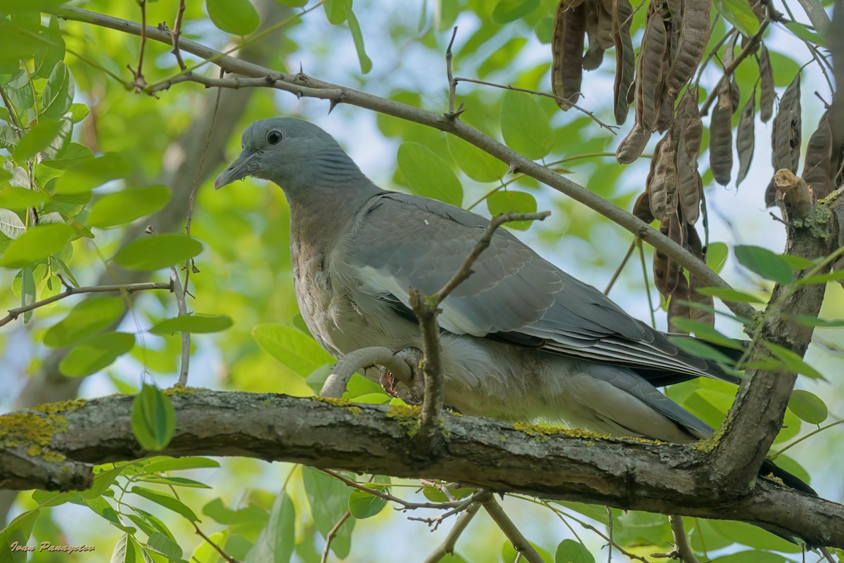Common Wood-Pigeon - ML642824150