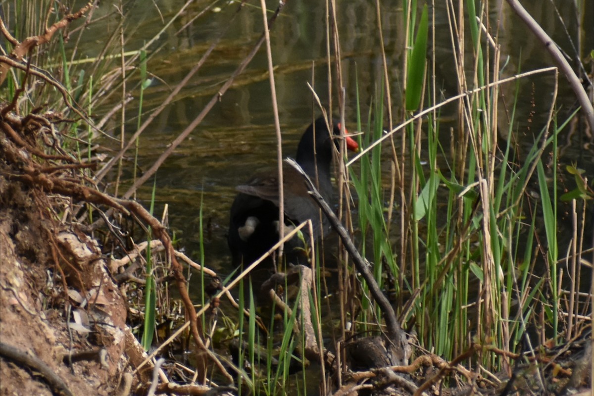 Dusky Moorhen - ML642824152