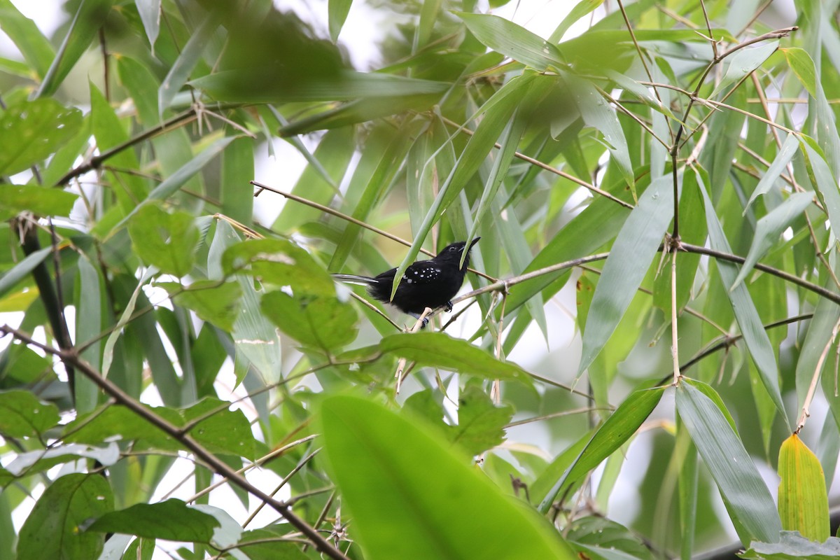 Dot-winged Antwren - ML642824155