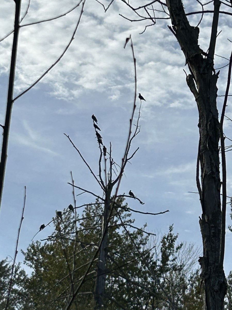 Band-tailed Pigeon - ML642824157