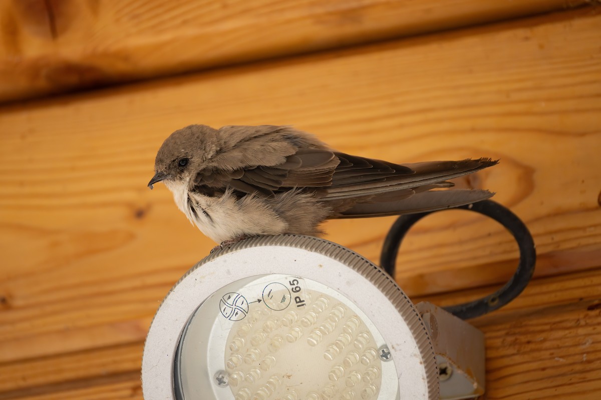Eurasian Crag-Martin - ML642824159