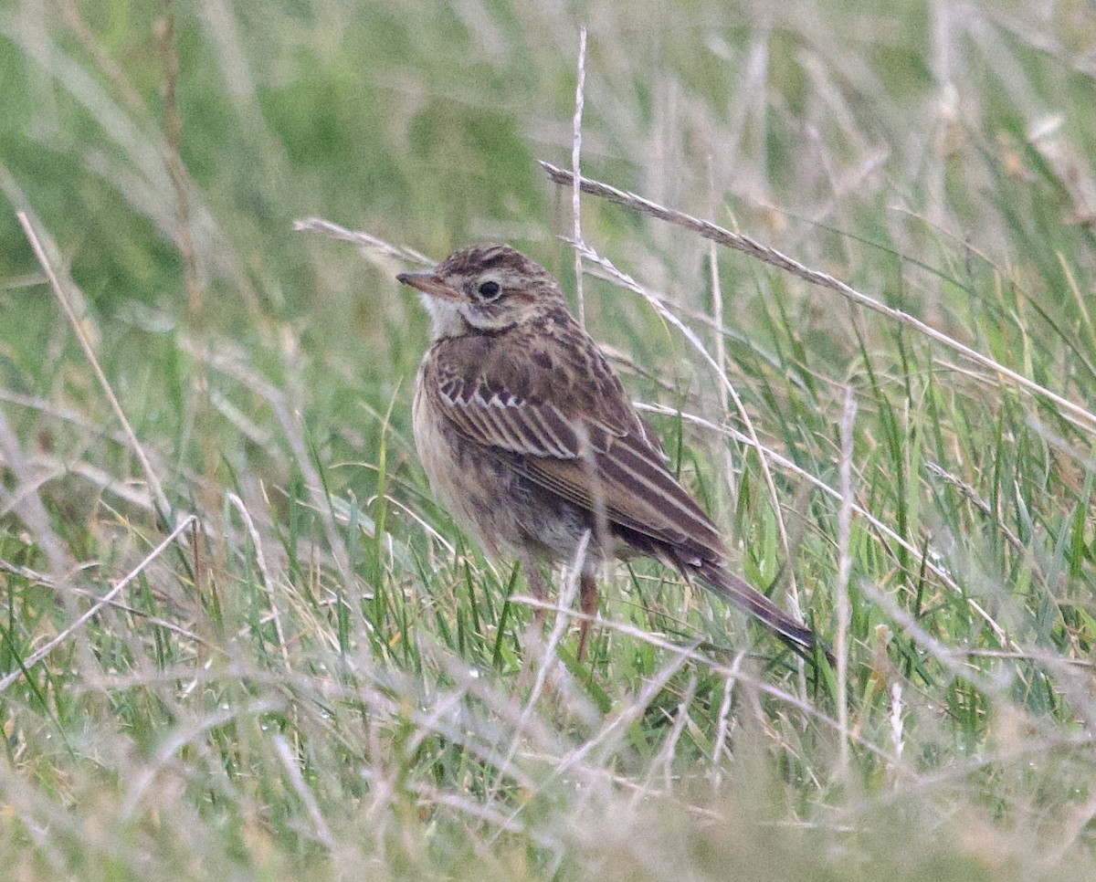 Richard's Pipit - ML642824163