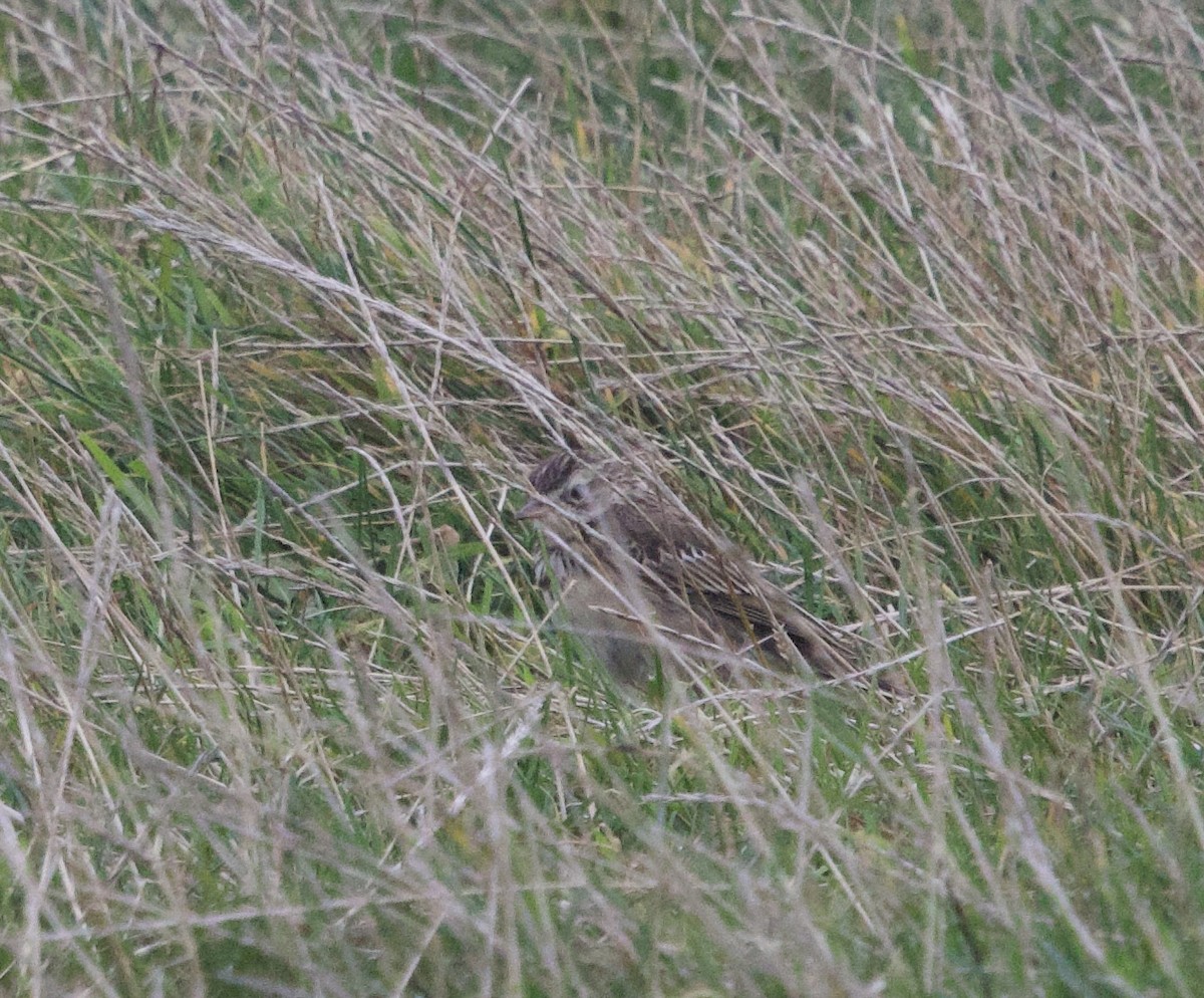 Richard's Pipit - ML642824164