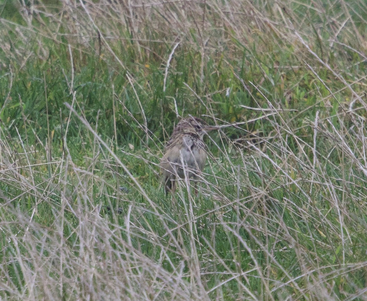 Richard's Pipit - ML642824165