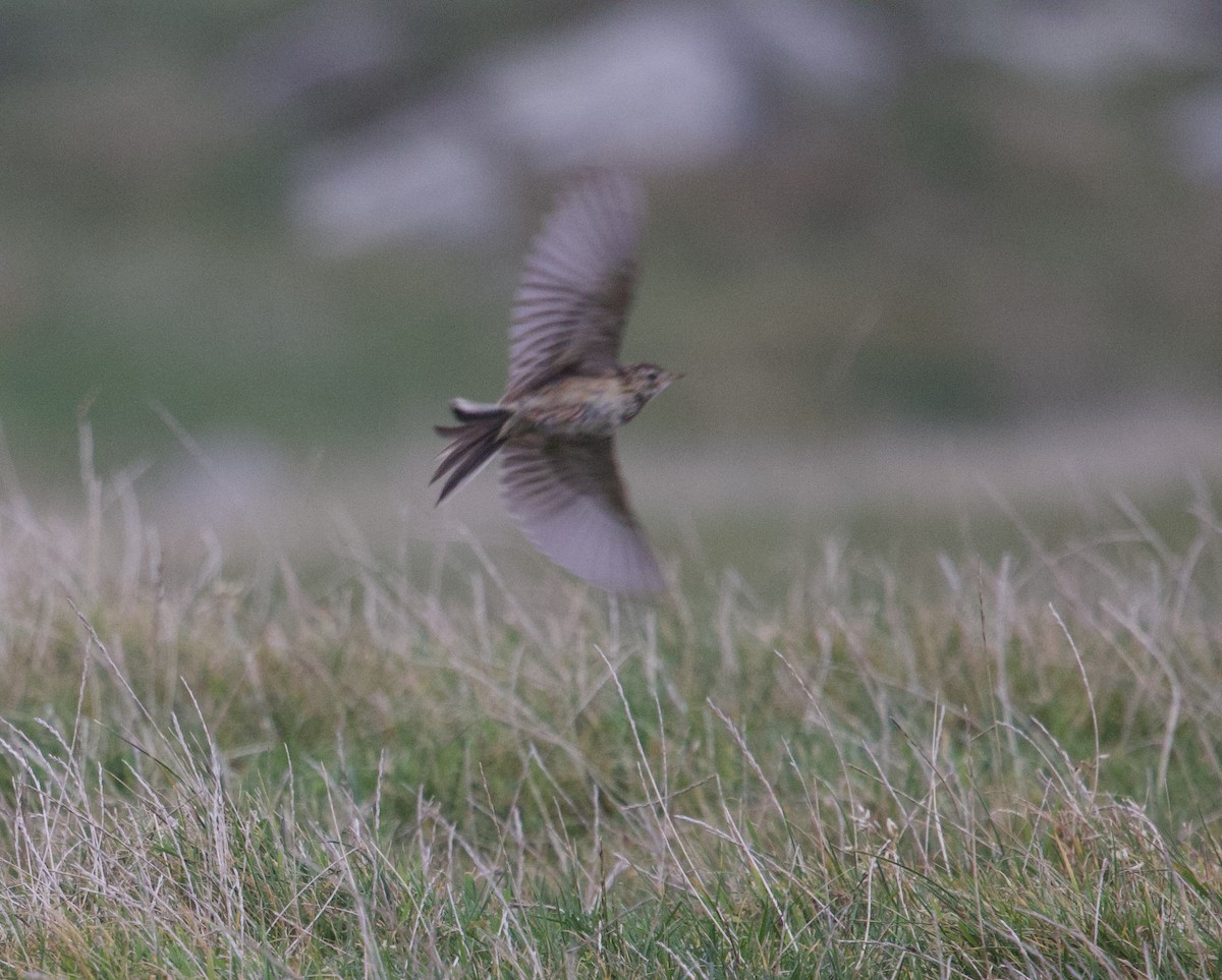 Richard's Pipit - ML642824166
