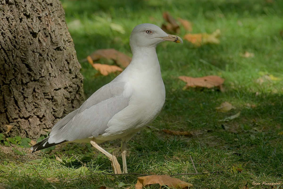 Yellow-legged Gull - ML642824174