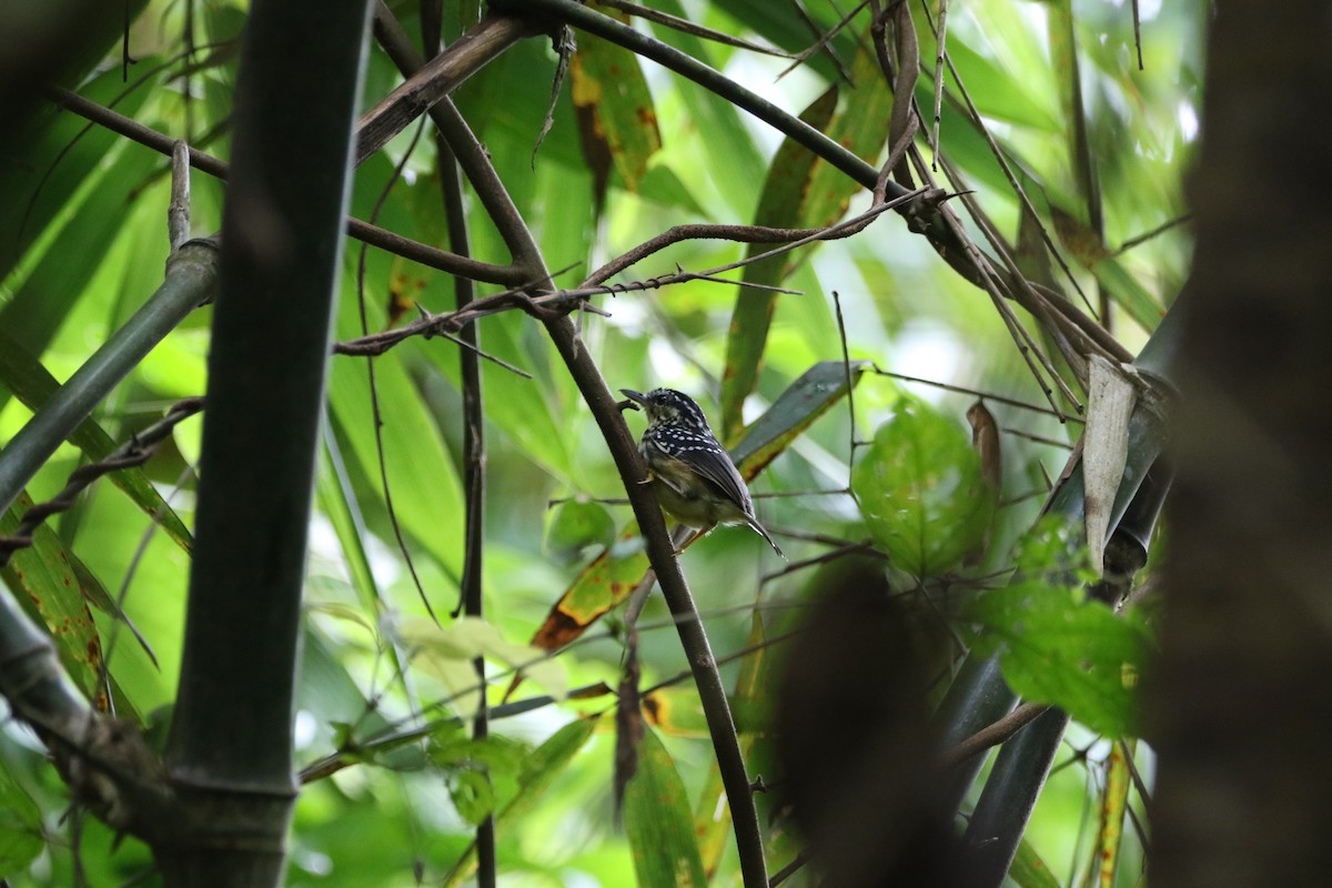 Peruvian Warbling-Antbird - ML642824177