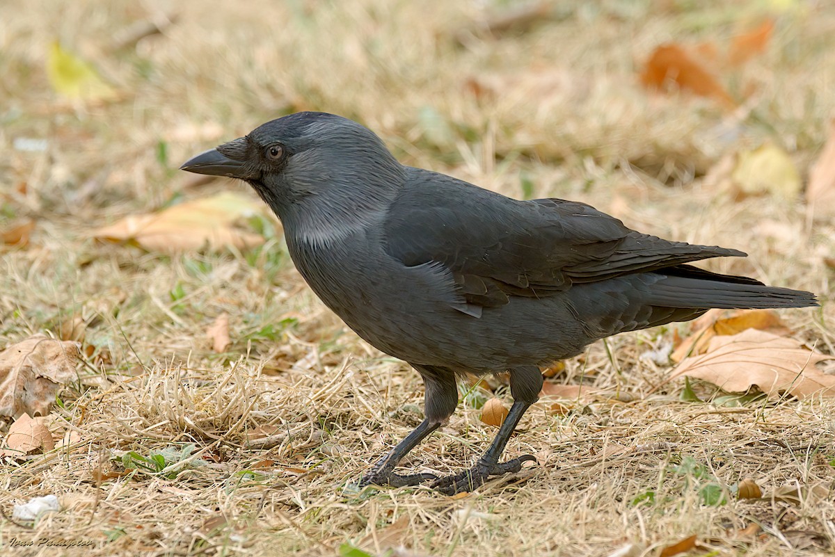 Eurasian Jackdaw - ML642824191