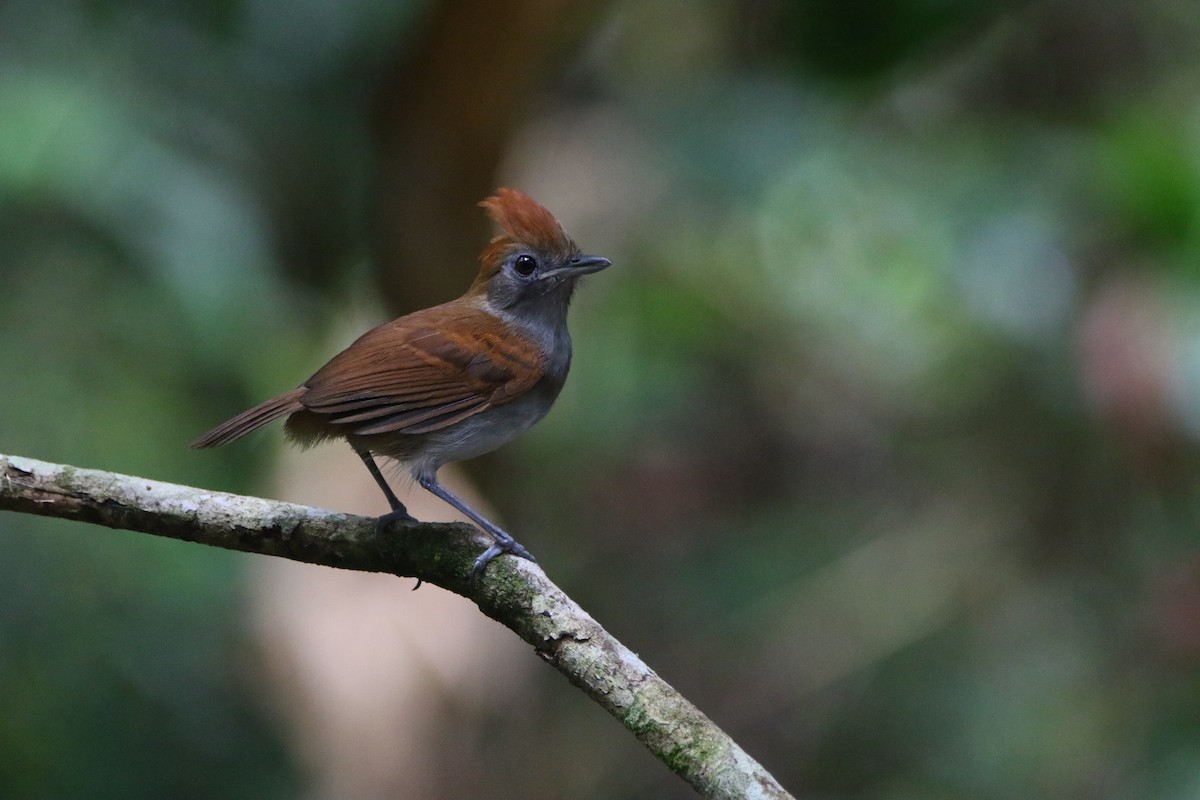 White-lined Antbird - ML642824207