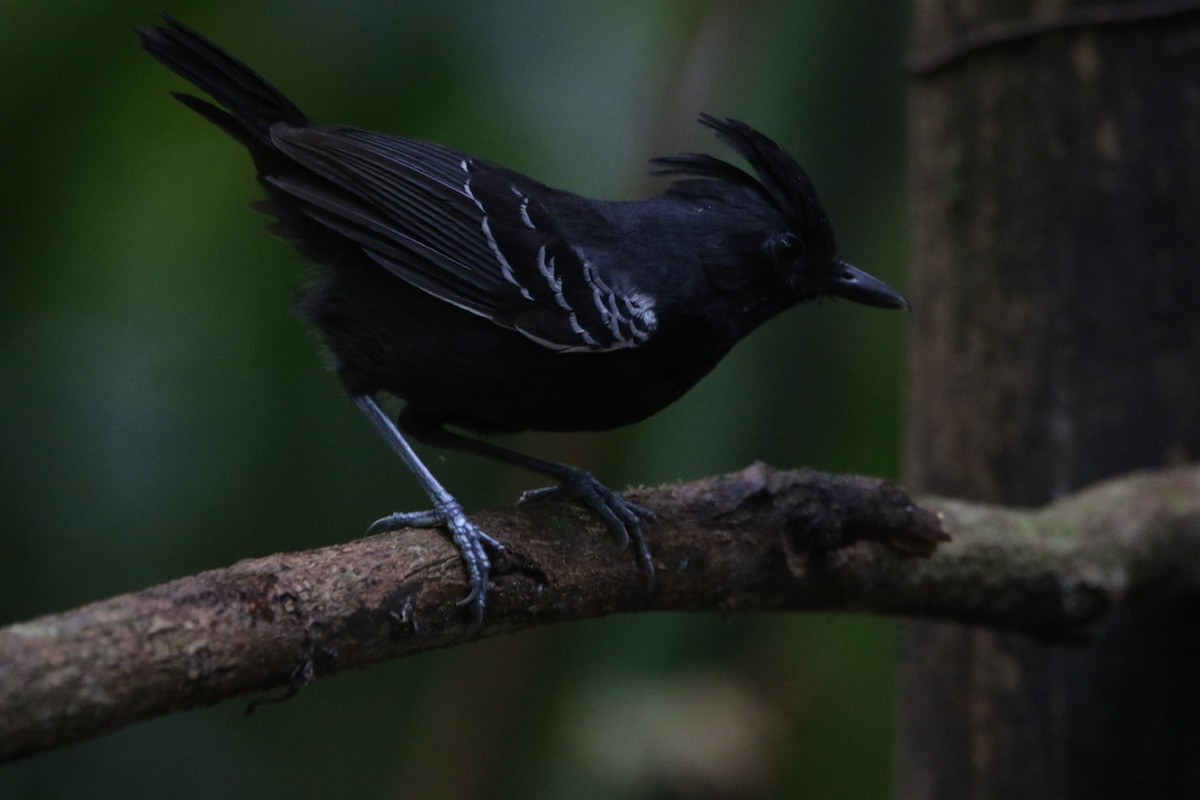 White-lined Antbird - ML642824212