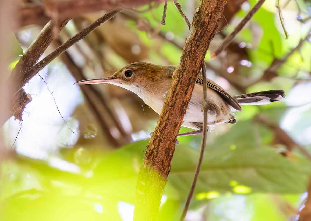 Chattering Gnatwren - ML642824235