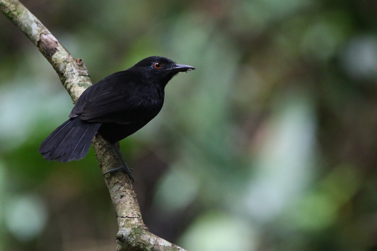 Goeldi's Antbird - ML642824239
