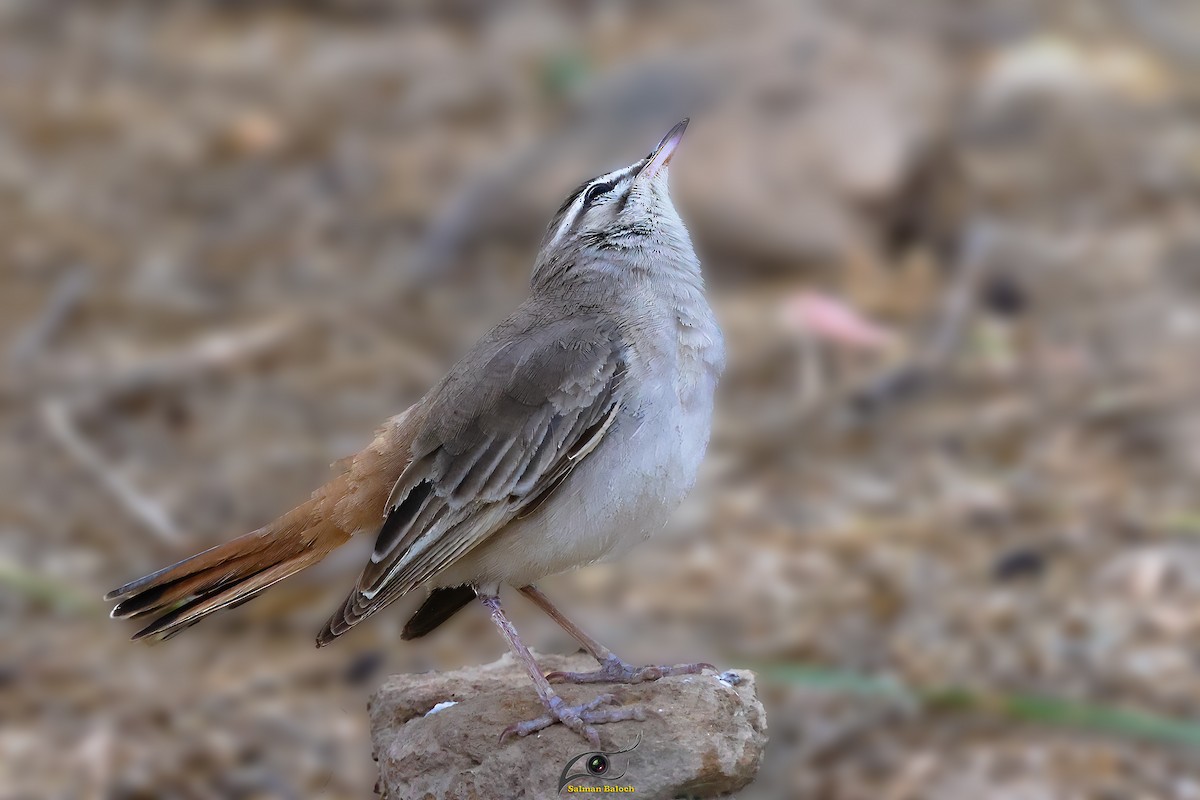 Rufous-tailed Scrub-Robin - ML642824247