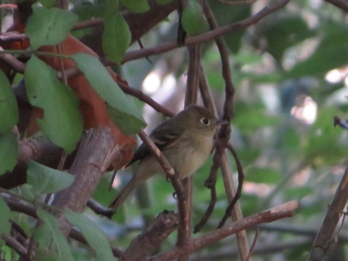 Western Flycatcher (Pacific-slope) - ML642824252