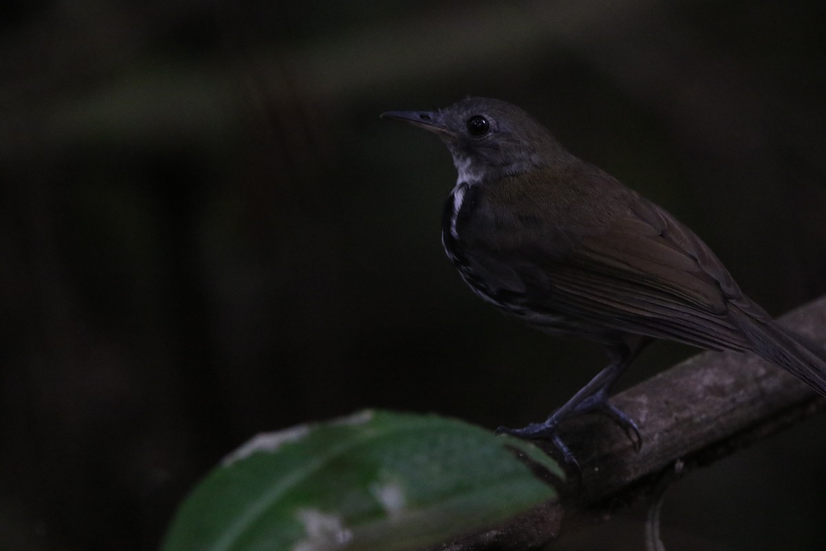 Ringed Antpipit - ML642824277