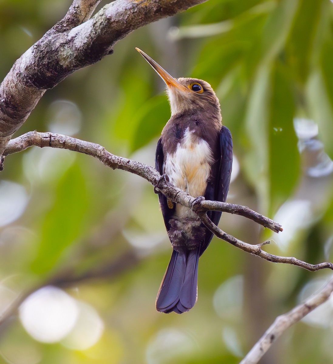Brown Jacamar - ML642824278