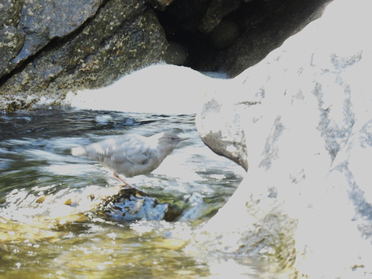 gråfossekall - ML642824288