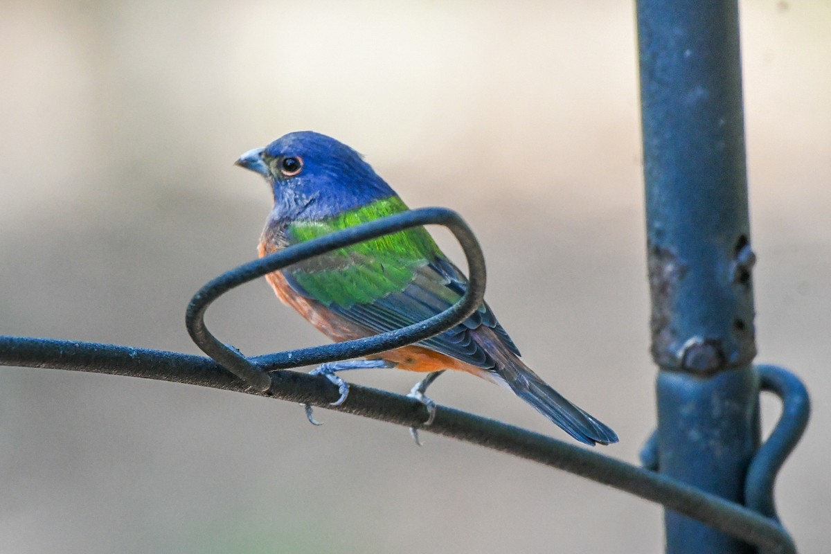 Painted Bunting - ML642824298