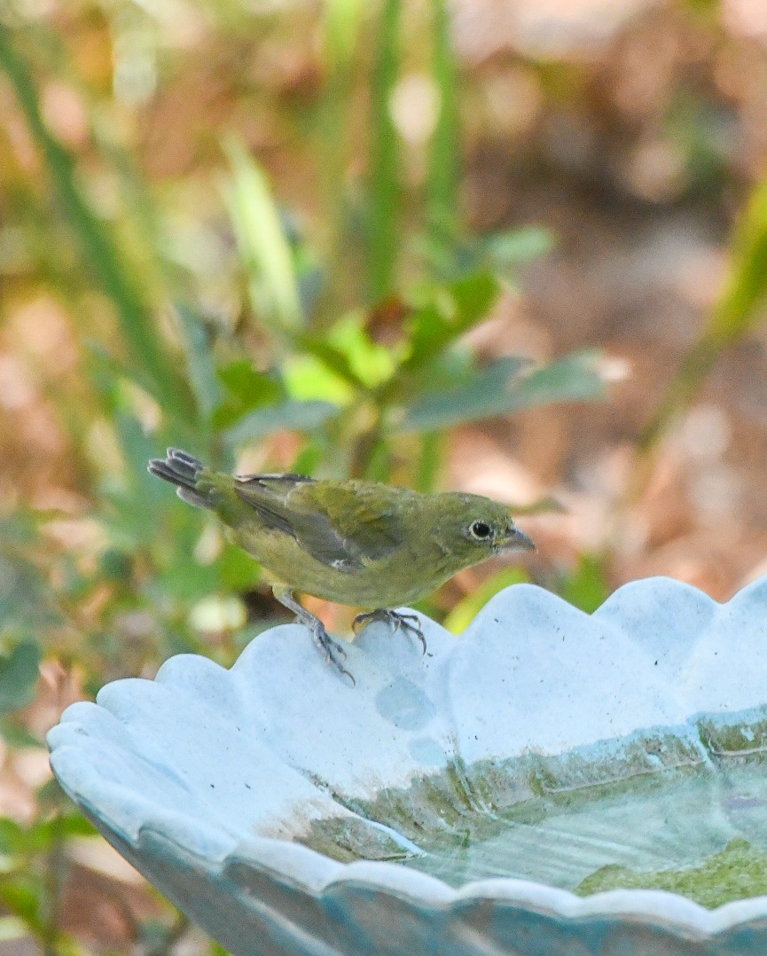 Painted Bunting - ML642824299
