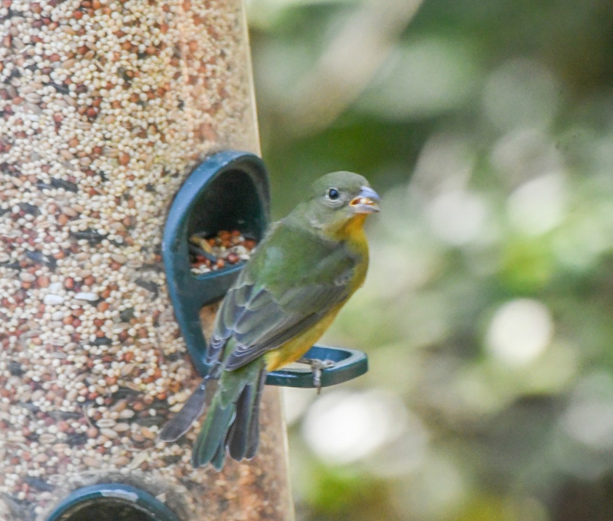 Painted Bunting - ML642824300