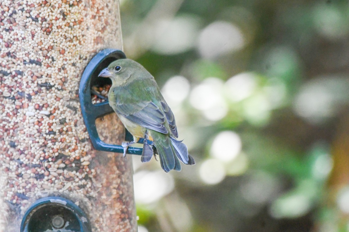 Painted Bunting - ML642824301