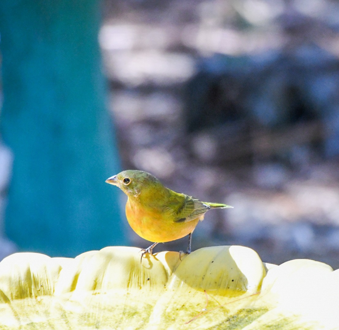 Painted Bunting - ML642824302