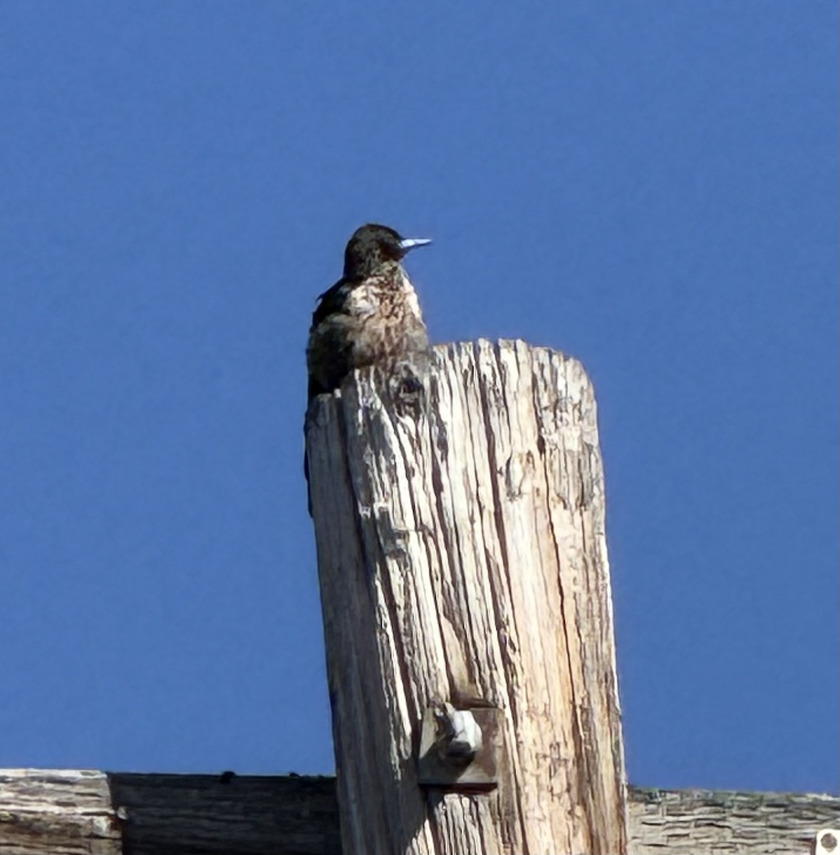 Lewis's Woodpecker - ML642824313