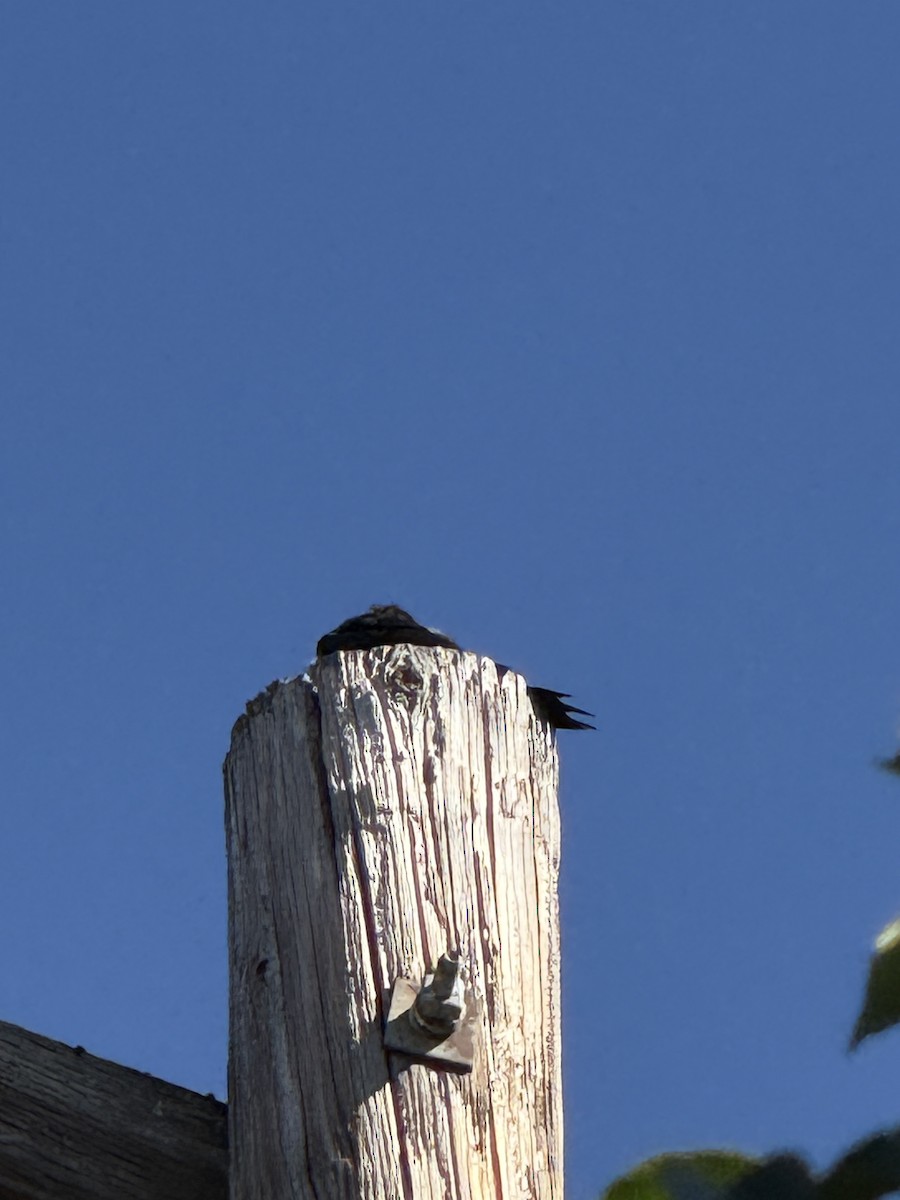 Lewis's Woodpecker - ML642824326