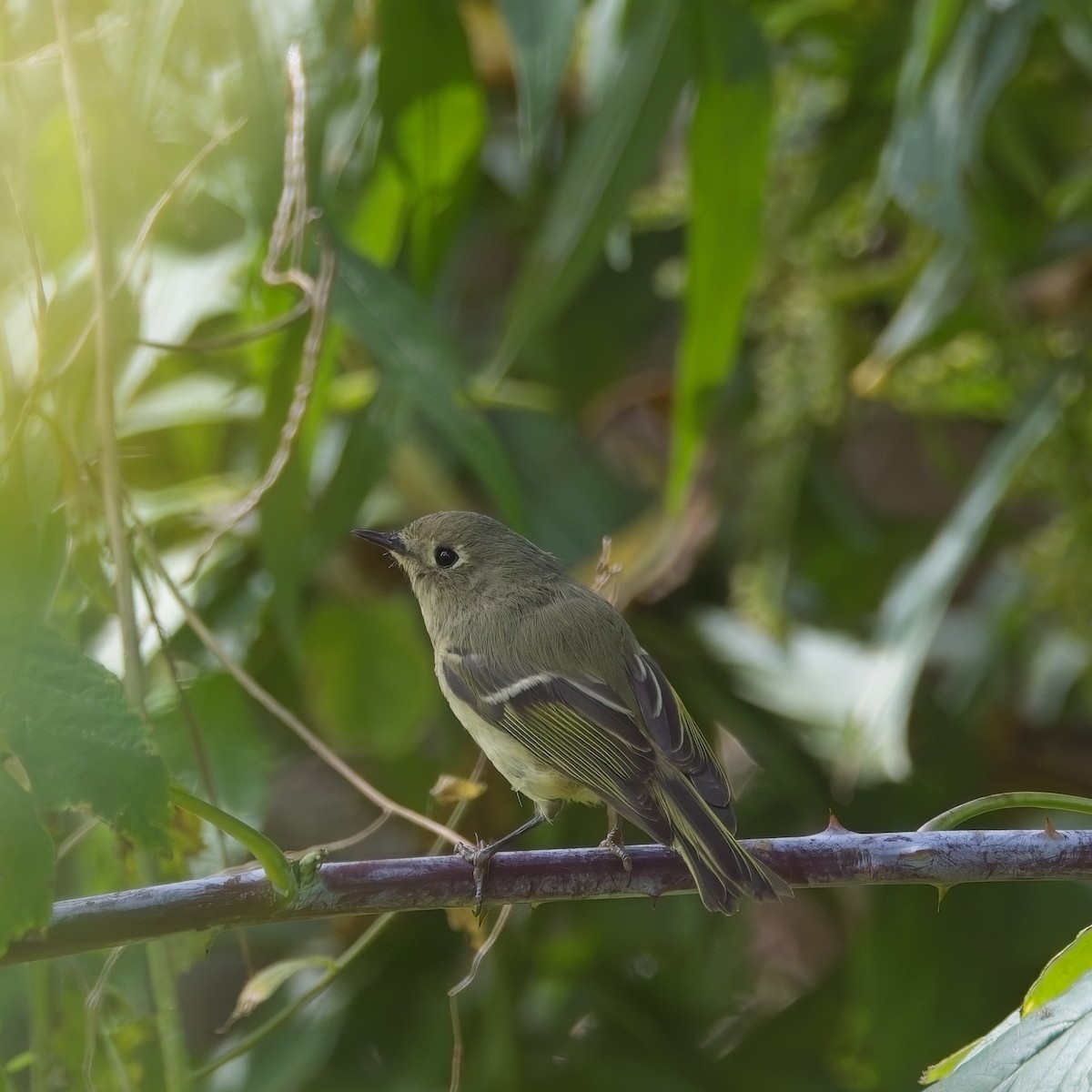 Ruby-crowned Kinglet - ML642824344