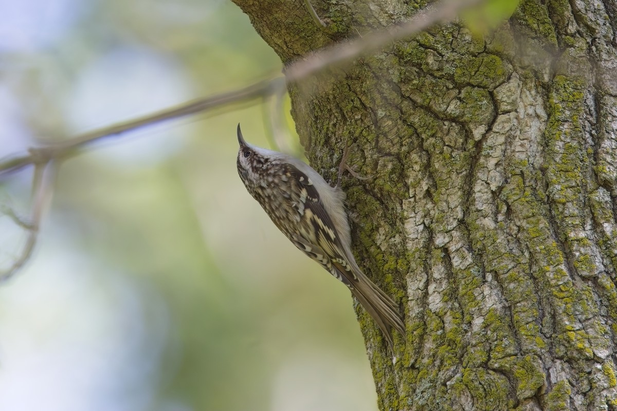 Brown Creeper - ML642824351