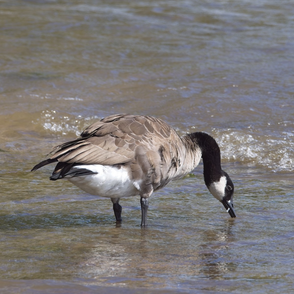 Canada Goose - ML642824360