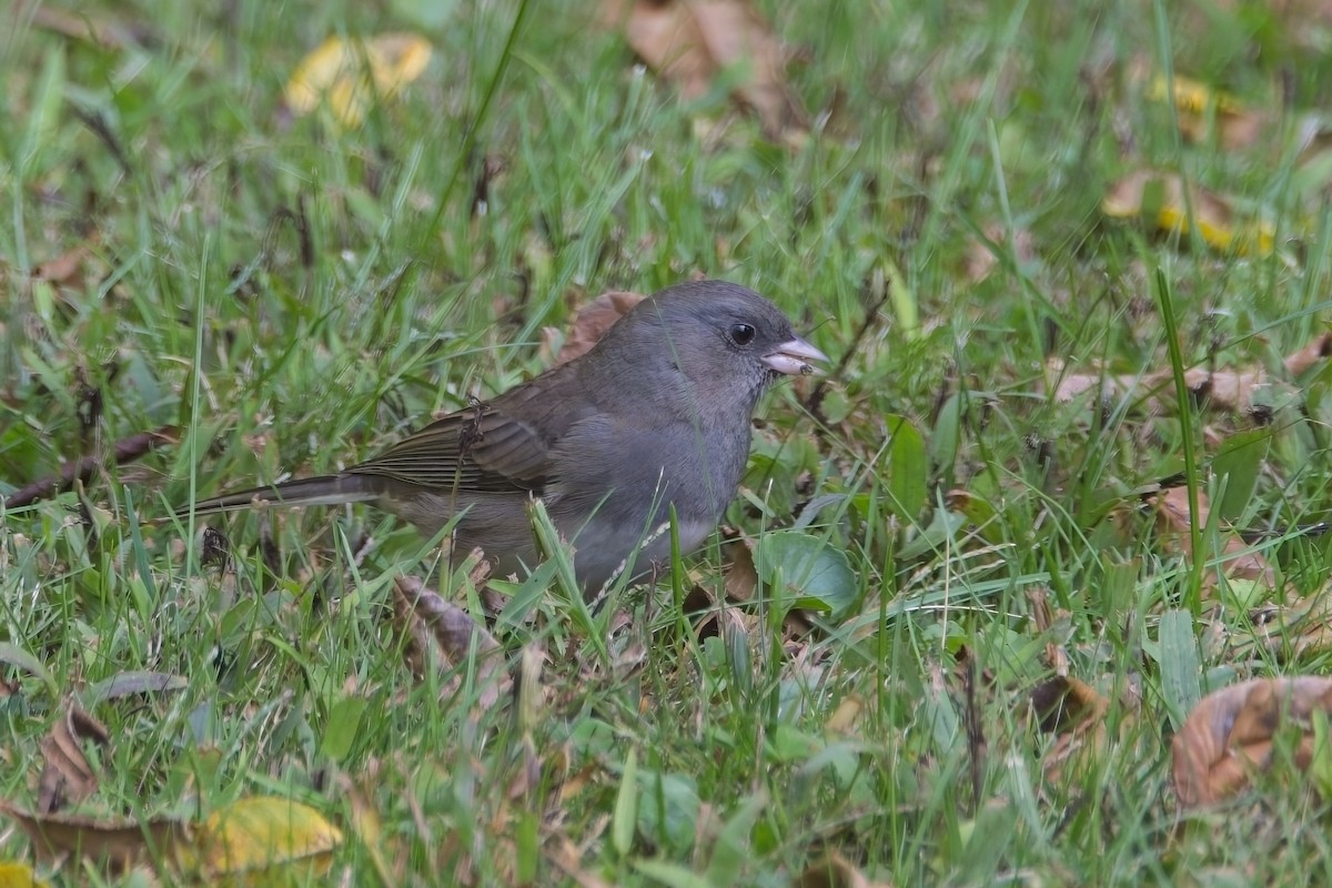Dark-eyed Junco - ML642824370