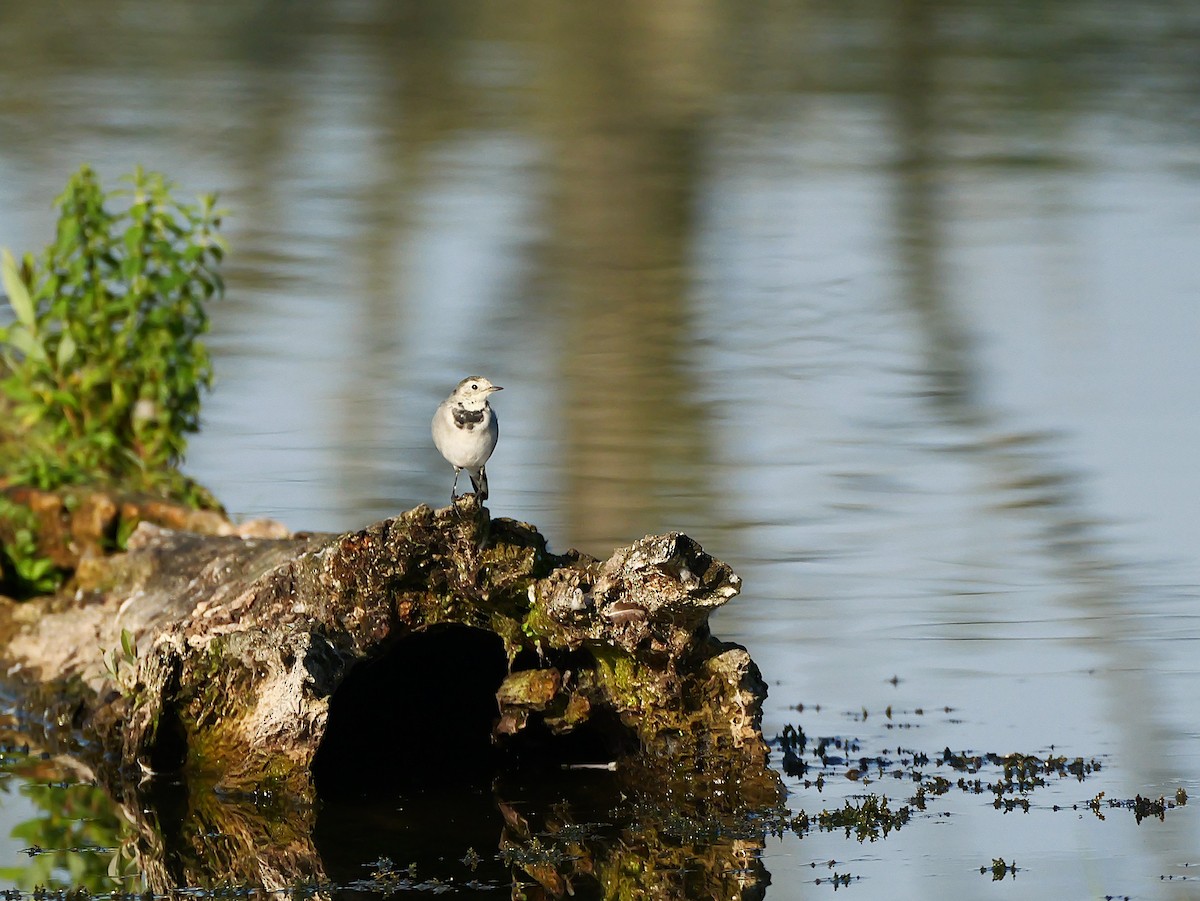 White Wagtail - ML642824371