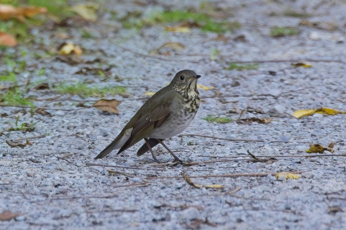 Gray-cheeked Thrush - ML642824374