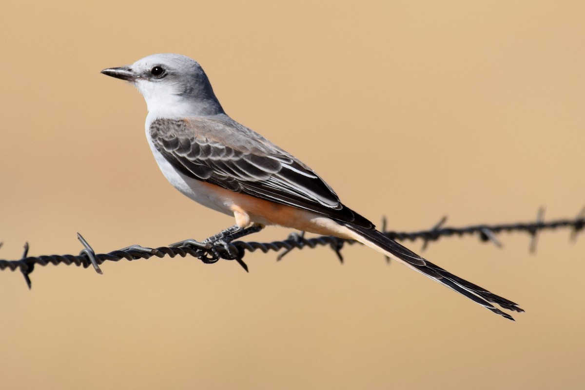 Scissor-tailed Flycatcher - ML642824389