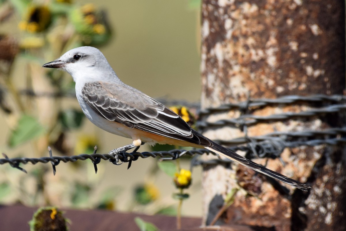 Scissor-tailed Flycatcher - ML642824390