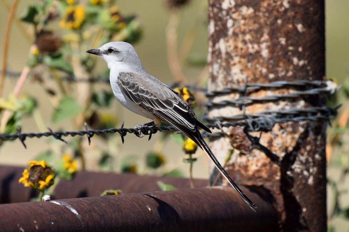 Scissor-tailed Flycatcher - ML642824391