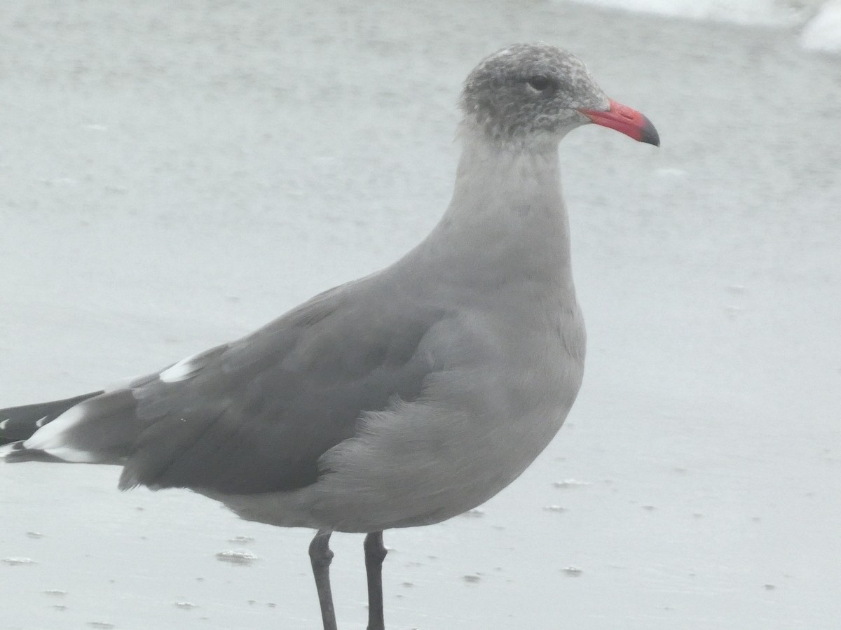 Heermann's Gull - ML642824424