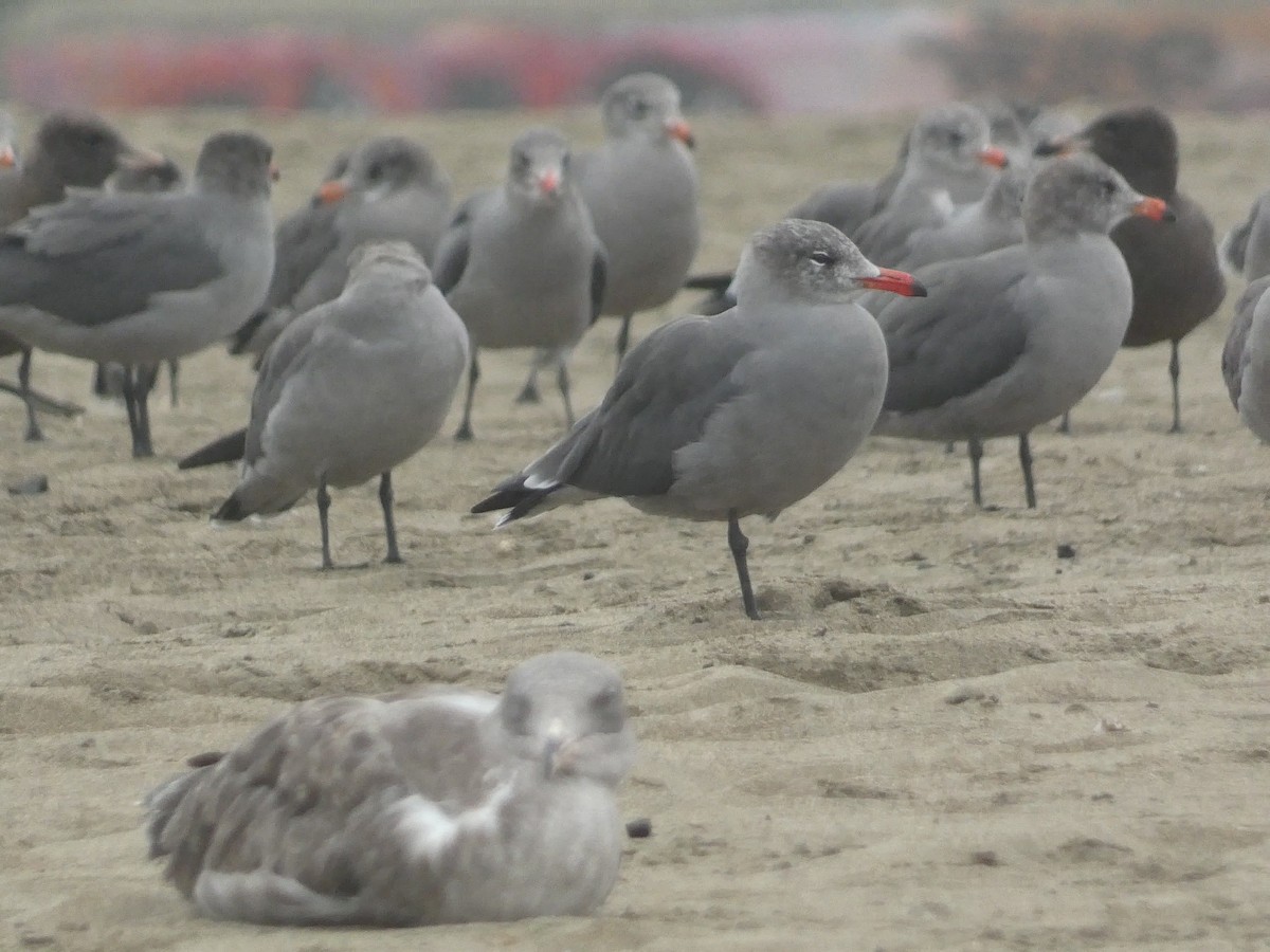 Heermann's Gull - ML642824425