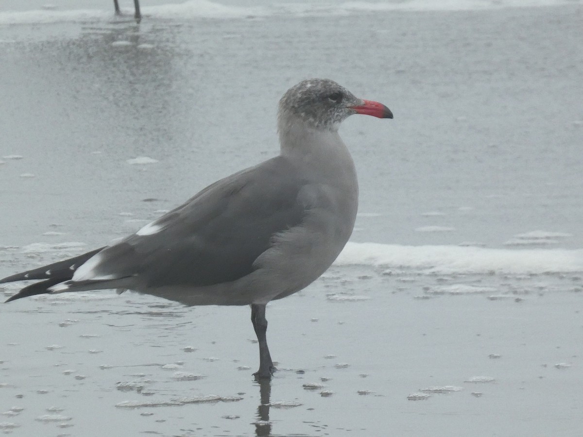 Heermann's Gull - ML642824426