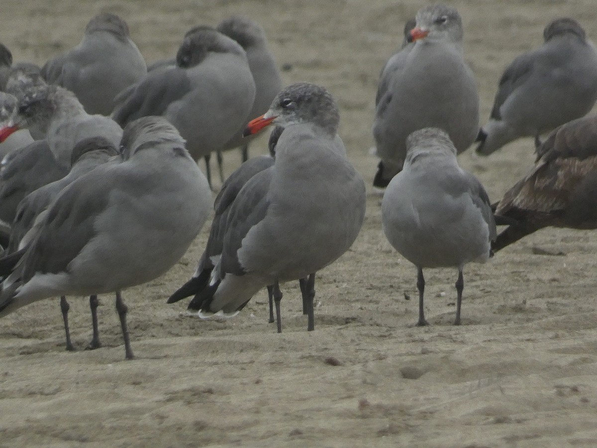 Heermann's Gull - ML642824427