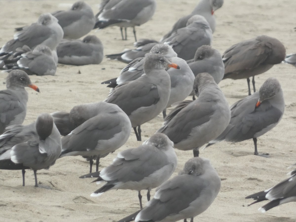 Heermann's Gull - ML642824428