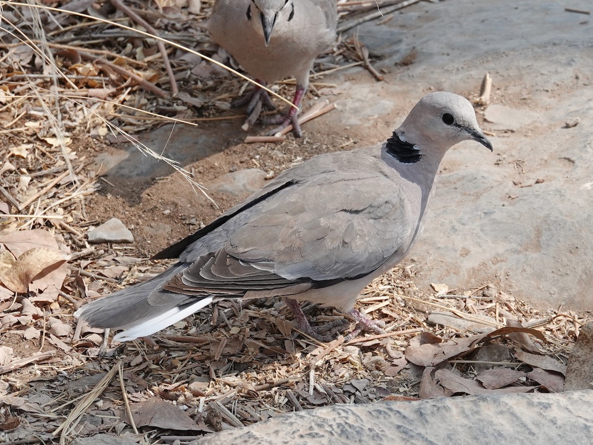 Ring-necked Dove - ML642824431